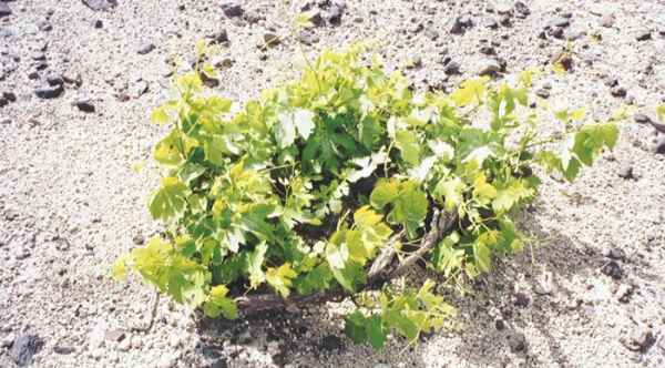 Preservation of the Viniculture Techniques in the Vineyards of Santorini