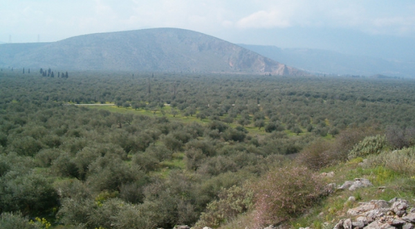 Traditional Olive Grove in Amfissa